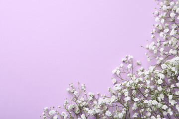Beautiful gypsophila flowers on violet background, flat lay. Space for text