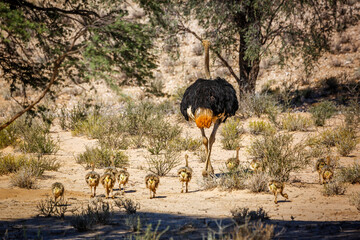 African Ostrich walking with chicks in Kgalagadi transfrontier park, South Africa ; Specie Struthio camelus family of Struthionidae