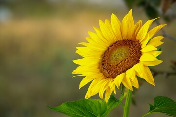 Sunflower cultivation at sunrise in the green field