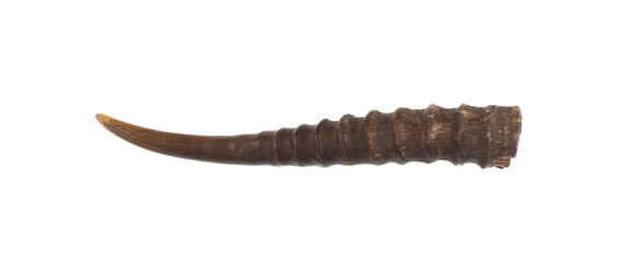 antelope horn isolated on white background