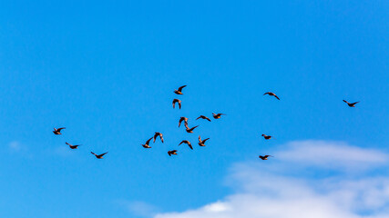 Flock of Burchell's Sandgrouse flying in blue sky in Kgalagadi transfrontier park, South Africa; specie Pterocles burchelli family of Pteroclidae