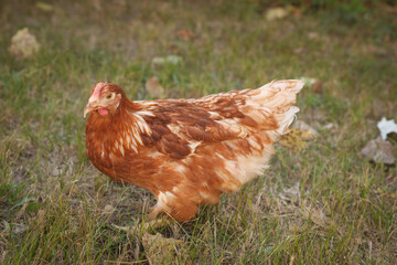 Beautiful chicken on green grass in farmyard. Domestic animal