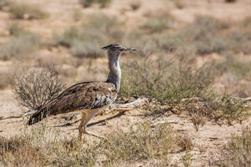 Kori bustard walking in dry land in Kgalagadi transfrontier park, South Africa ; Specie Ardeotis kori family of Otididae