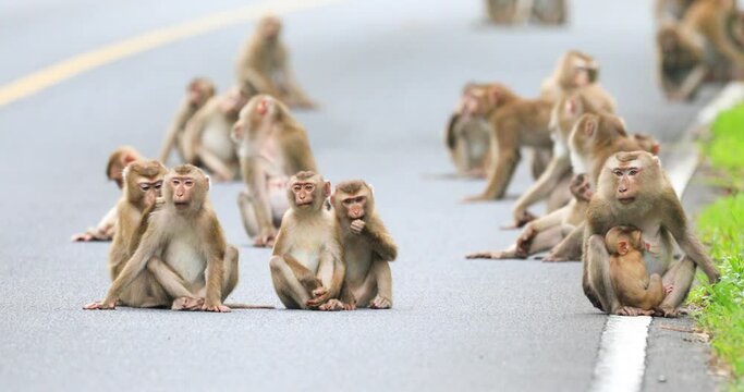 group of monkey
