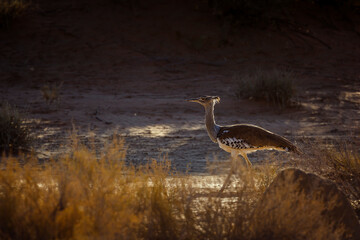 Kori bustard walking backlit in dry land in Kgalagadi transfrontier park, South Africa ; Specie Ardeotis kori family of Otididae