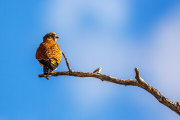 South African Kestrel perched on a branch isolated in blue sky in Kgalagadi transfrontier park, South Africa; specie Falco rupicolus family of Falconidae