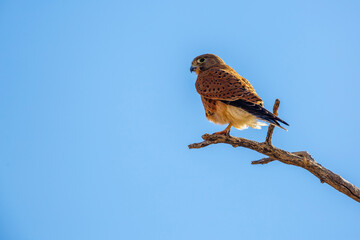 South African Kestrel perched on a branch isolated in blue sky in Kgalagadi transfrontier park, South Africa; specie Falco rupicolus family of Falconidae