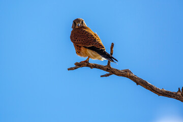 South African Kestrel perched on a branch isolated in blue sky in Kgalagadi transfrontier park, South Africa; specie Falco rupicolus family of Falconidae