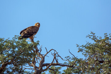Tawny Eagle standing on a tree isolated in blue background in Kgalagadi transfrontier park, South Africa; Specie Aquila rapax family of Accipitridae