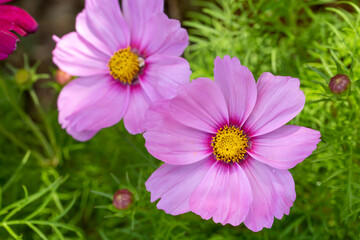 Close up of blooming Cosmos bipinnatus (commonly called the garden cosmos or Mexican aster)