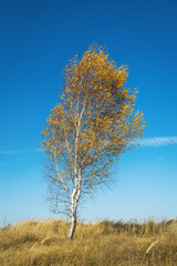 One birch tree in an empty field, rural autumn landscape