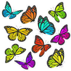 Big collection of colorful butterflies. Illustration