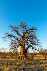 Baobab tree on Kukonje Island