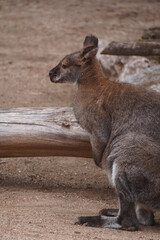 Detail of a brown kangaroo
