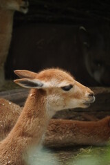 Detail of a small deer