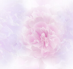 Light purple peony.   Floral background.  Closeup. Nature. 