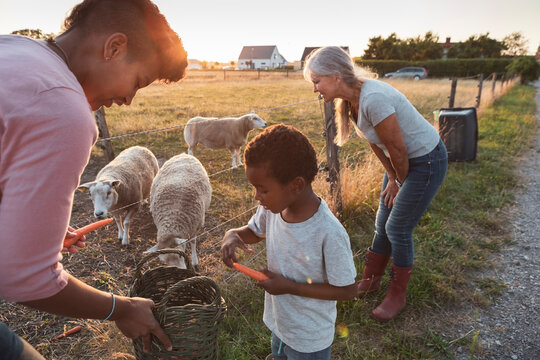 Mother assisting son feeding carrots to sheep by grandmother during sunset