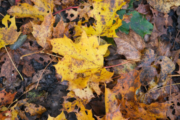 Des feuilles aux couleurs d'automne
