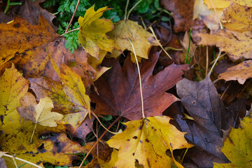 Des feuilles aux couleurs d'automne