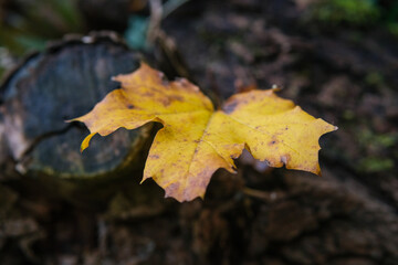 Des feuilles aux couleurs d'automne