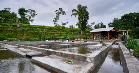 carp farming. the farmer is feeding the goldfish. fish pond for cultivation
