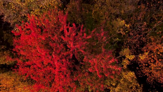 the quadcopter rises up from the mahogany. flight over the autumn forest. red leaves on a tree. yellow forest from a bird's eye view. autumn landscape