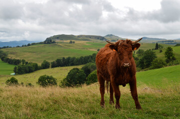 An Salers calf in a herd of cows in the mountains.