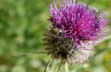 A thistle with a bee collecting polen for honey