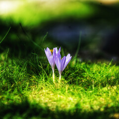 Close-up shot of a couple of purple crocus flowers in a green meadow