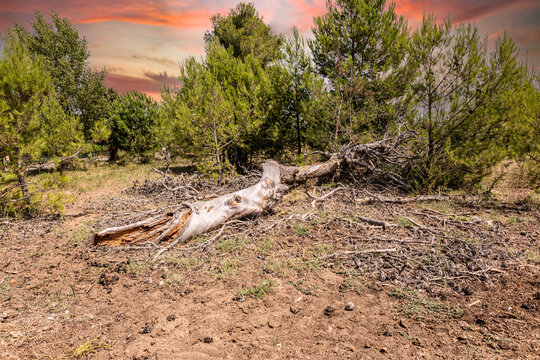 A dead tree lies on the dry ground