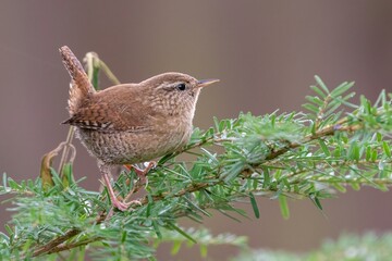 Eurasian wren (Troglodytes troglodytes) perches on a branch in a UK garden