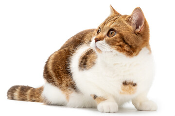 British cat lying on white background isolated