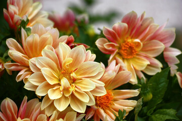 Pink and cream petals do a large flowers dahlias bright and unique.