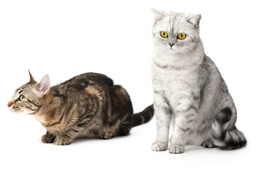 Two cats on isolated a white background