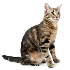 Cat tabby sitting isolated on white background.