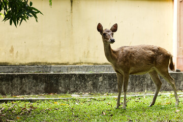 doe or female deer in the yard