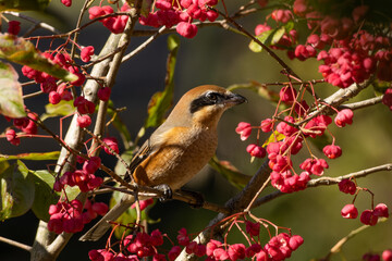 赤い花に囲まれるモズ