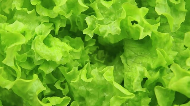 feuilles de salade batavia en gros plan