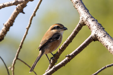 Fototapeta premium 背に日を浴びるモズの雄
