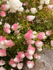 Foto auf Acrylglas Panicled hydrangea 'Pink Diamond' or Hydrangea paniculata with panicles branched-racemose, creamy-white to pink flowers, oval and thooted leaves © Marc