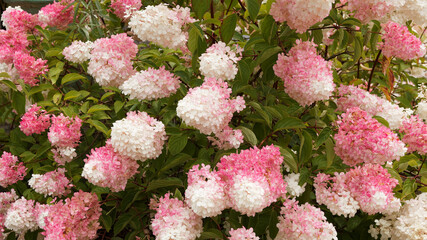 Panicled hydrangea or Hydrangea paniculata Pink Diamond or Interhydia cultivar with creamy-white and pink flowers as garden ornament in sommer - obrazy, fototapety, plakaty