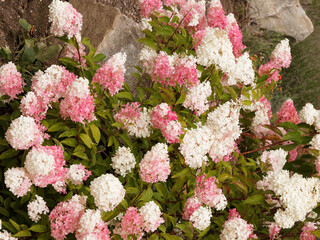 Panicled hydrangea 'Pink Diamond'. Cone-shaped blooms on thick, stout stems, pale-green, creamy-white turning to pink