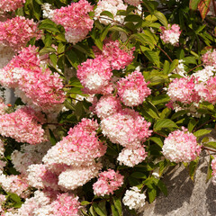 Hydrangea paniculata |  Panicled hydrangea,  shrub with flowers in panicles in two-tone effect of...