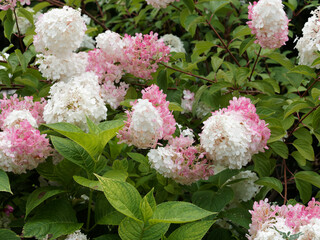 Panicled hydrangea 'Pink Diamond' or Hydrangea paniculata with panicles branched-racemose,...