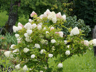 Panicled hydrangea or Hydrangea paniculata Pink Diamond or Interhydia cultivar with creamy-white and pink flowers as garden ornament in sommer