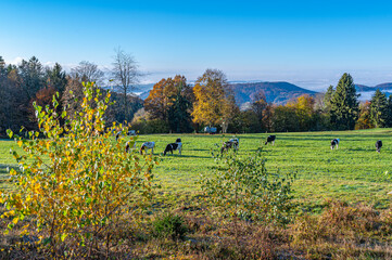 Schwarzwald ,Herbst 