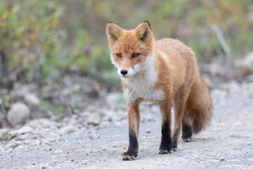 Naklejka na ściany i meble Adult red fox, Iturup Island