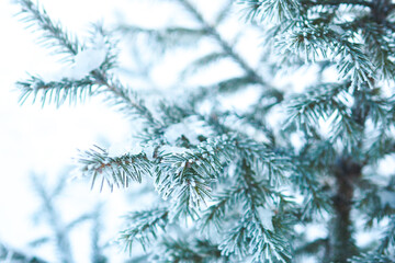winter background with snow-covered fir branches..