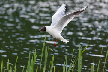 White seagull flies over water