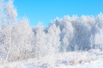 snow-covered winter birch forest against the blue sky..